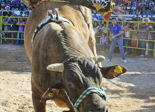 Vaquero Bull Rider